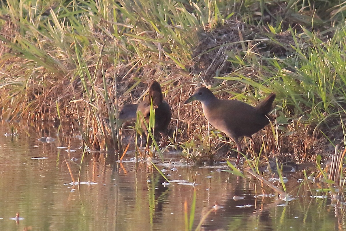 Brown Crake - ML649319364