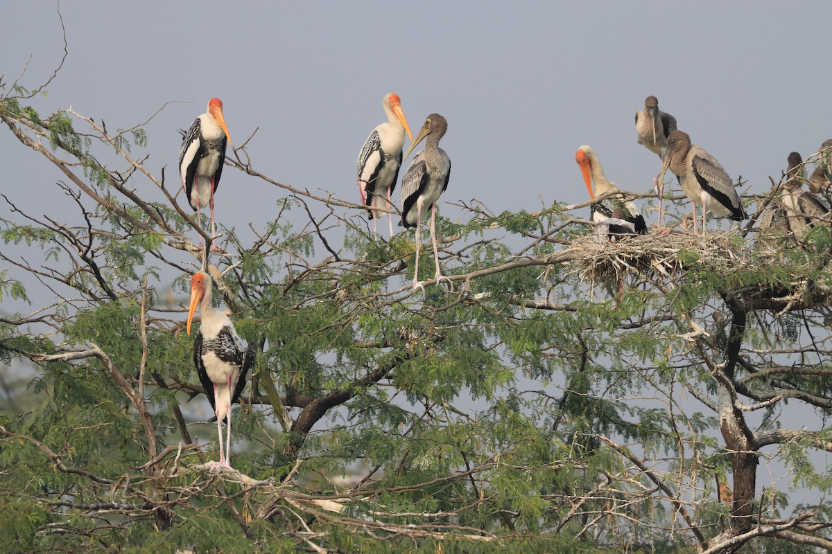 Лелека-тантал індійський - ML649319381