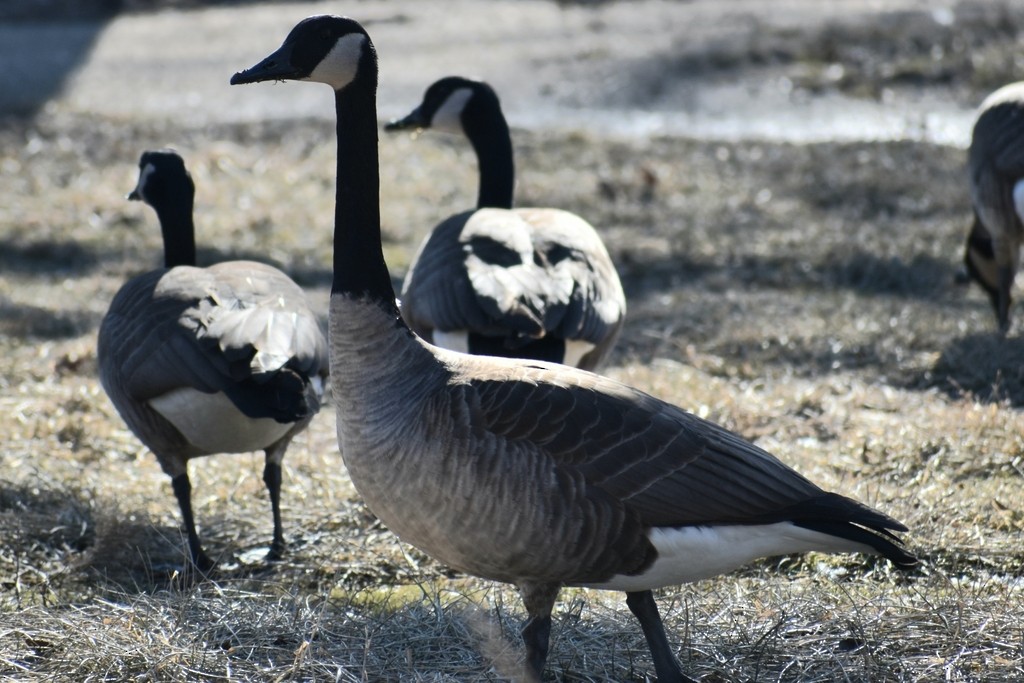 Kanada Kazı - ML649319681