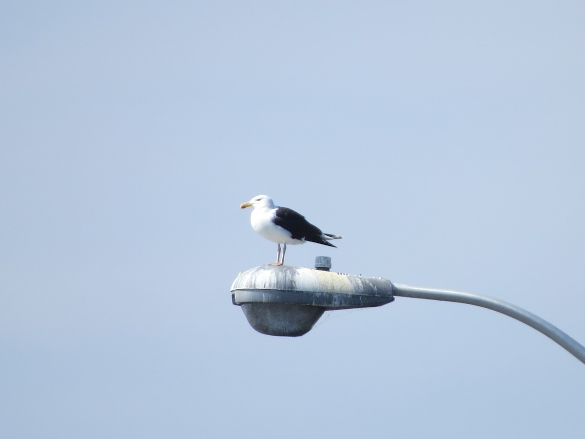 Great Black-backed Gull - Tom Wheatley