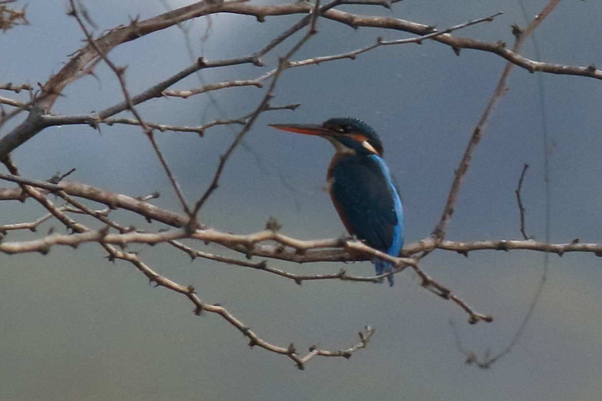 Common Kingfisher - ML649319778