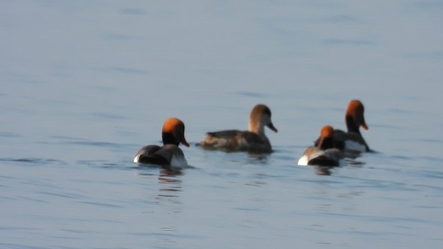 アカハシハジロ - ML649319876