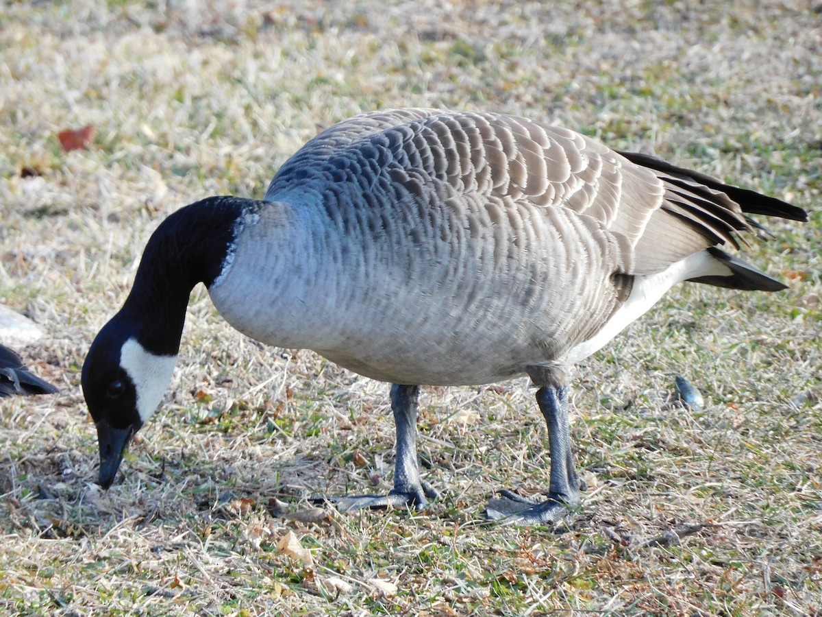 Kanada Kazı - ML649319893