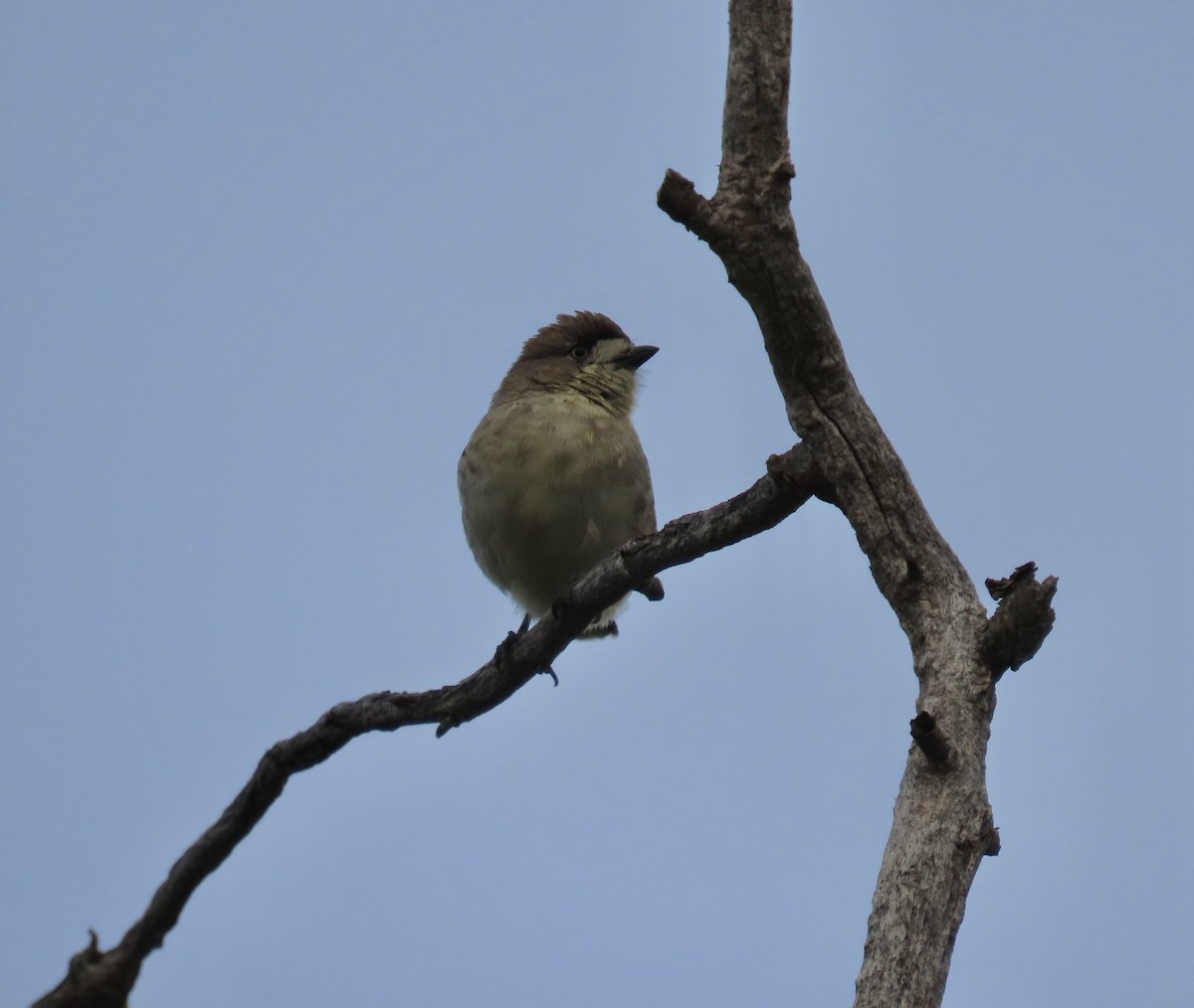 eBird Checklist - 19 Jan 2026 - Naas Road at Apollo Road - 32 species