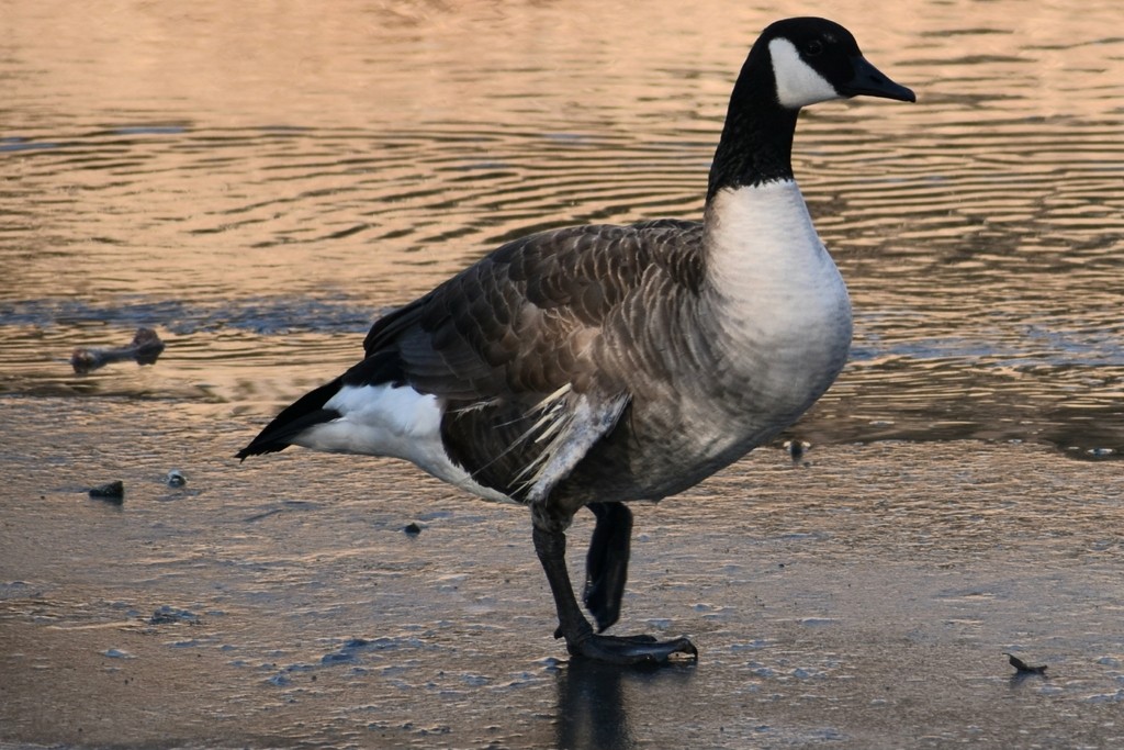 Kanada Kazı - ML649320079