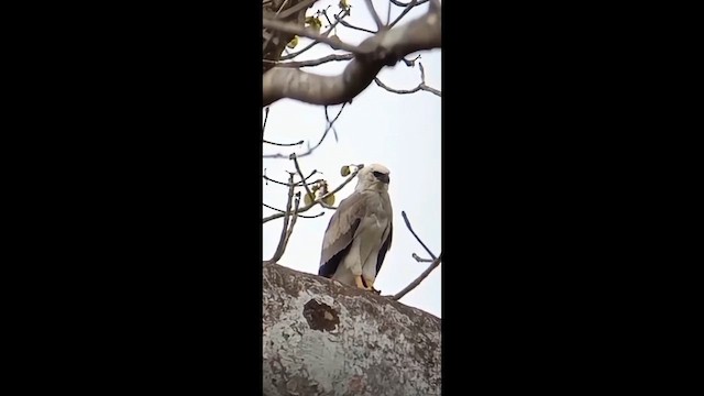 オウギワシ - ML649320103