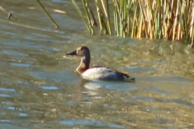 Canvasback - ML649320127