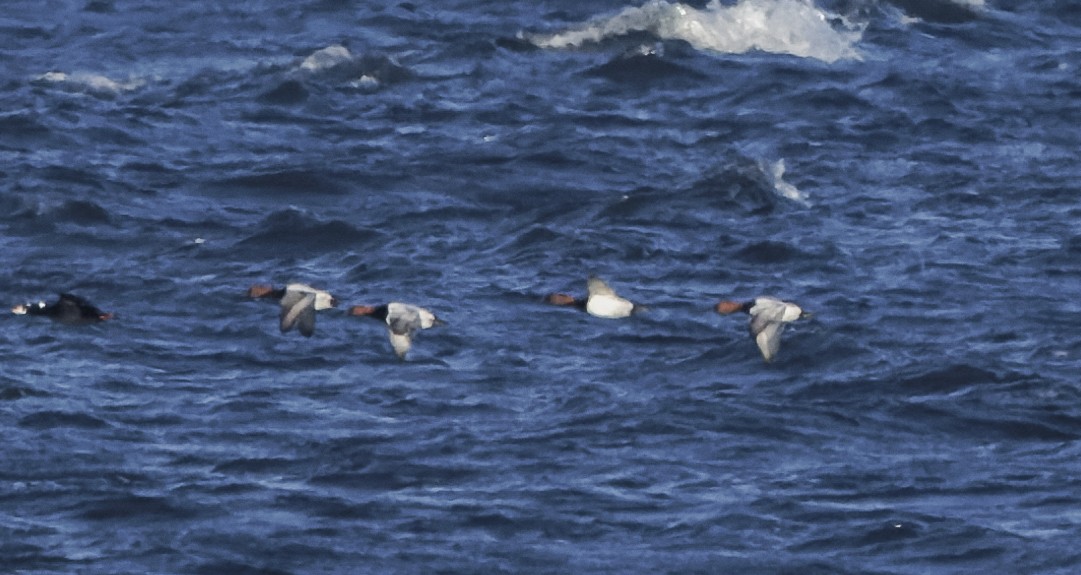 Canvasback - ML649320177