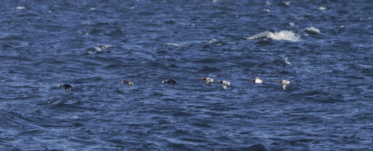 Canvasback - ML649320179