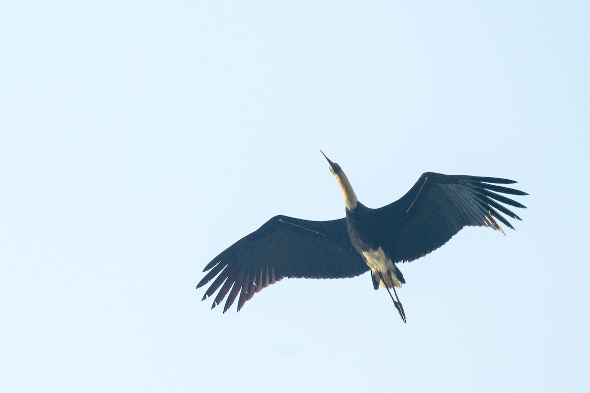 Asien-Wollhalsstorch - ML649320218