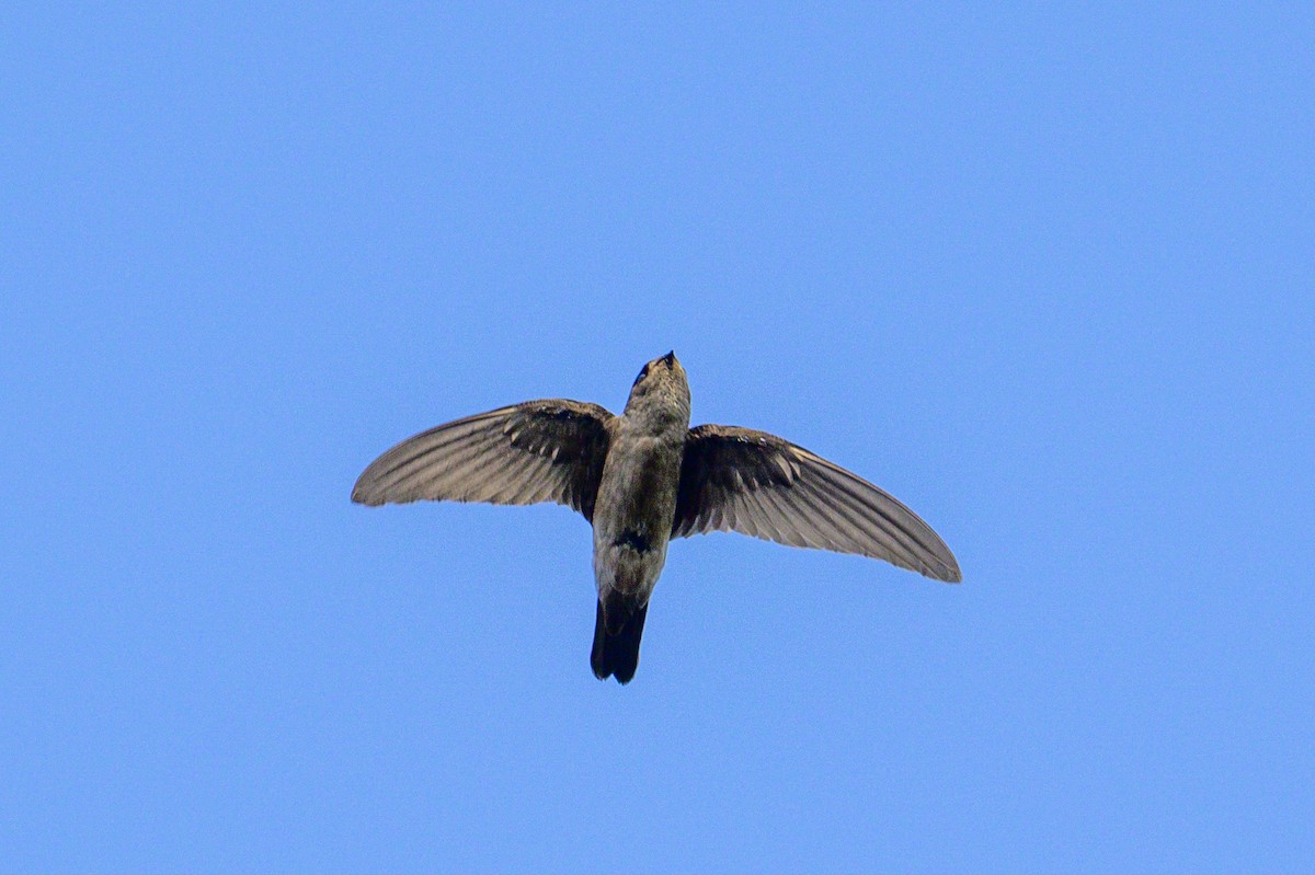 Malabarsalangane - ML649320335