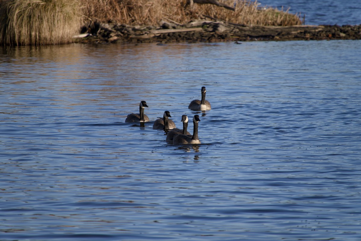 Kanada Kazı - ML649320455