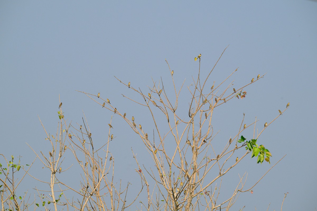 Bayaweber - ML649320468