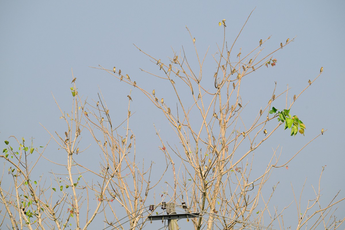 Bayaweber - ML649320469