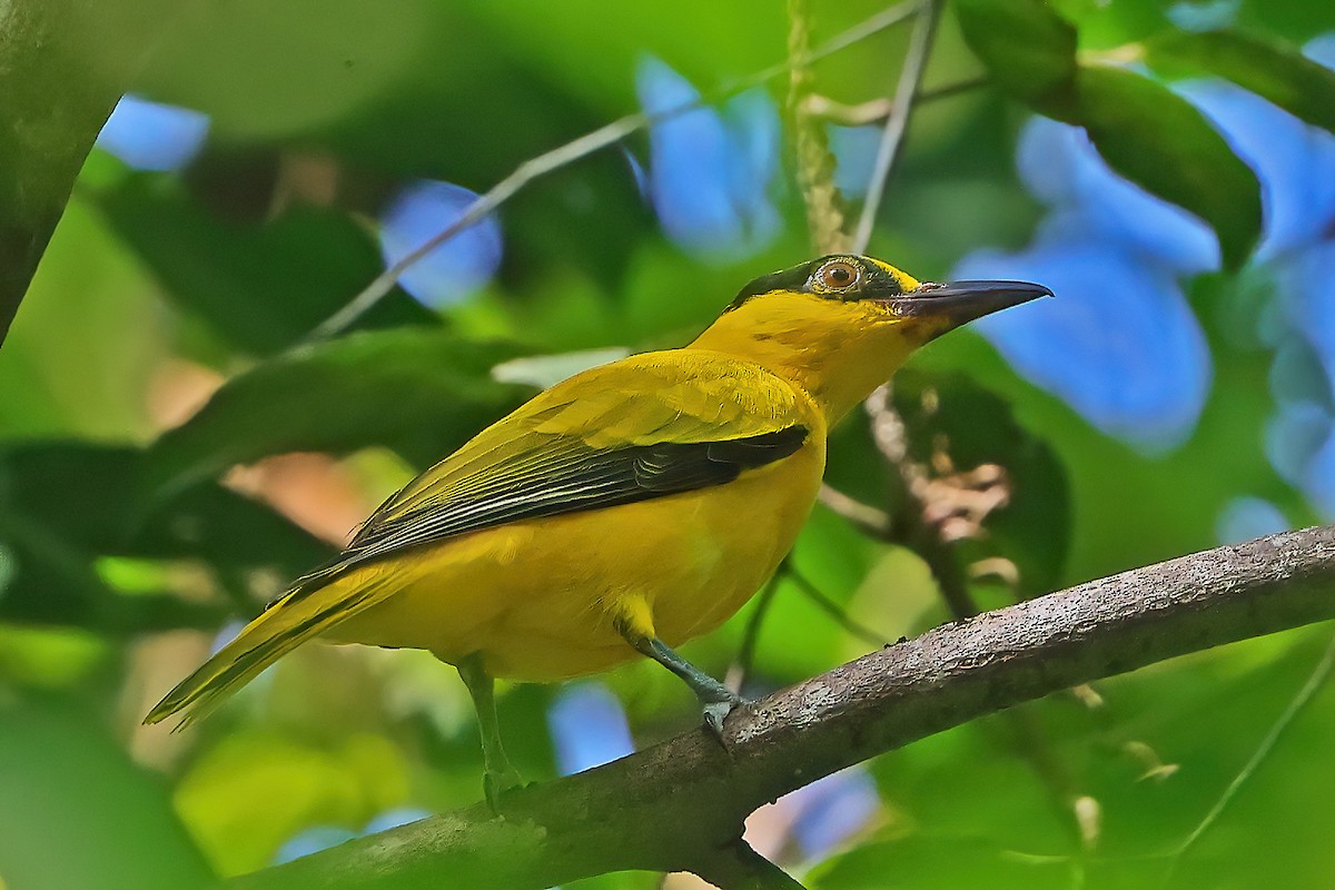 Black-naped Oriole - ML649320692