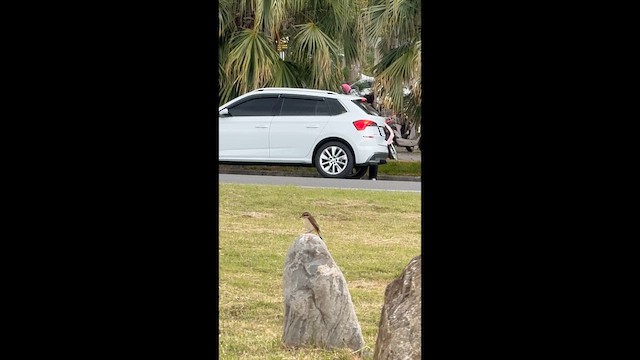 アカモズ - ML649320741