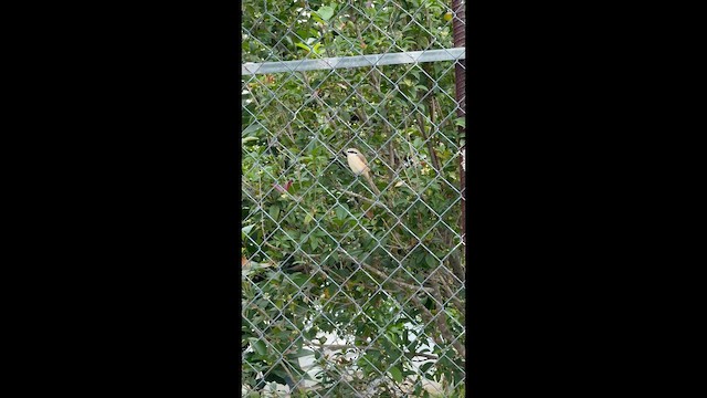 アカモズ（亜種カラアカモズ／ウスアカモズ） - ML649320765