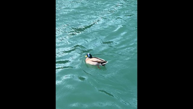 マガモ - ML649320783