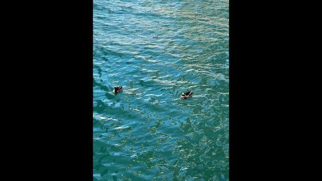 マガモ - ML649320801