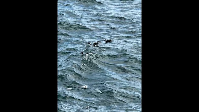 コオリガモ - ML649320843