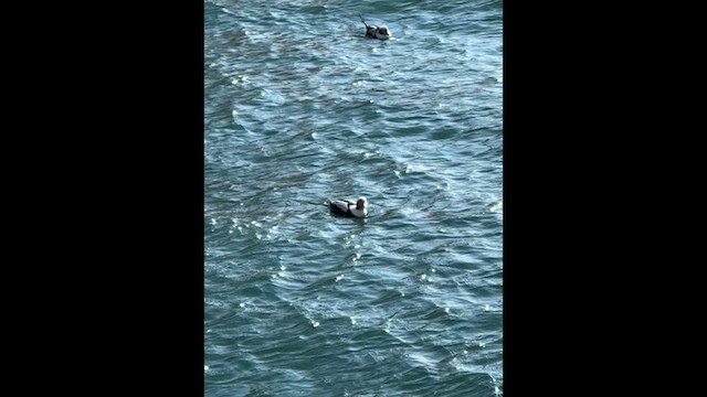 コオリガモ - ML649320852