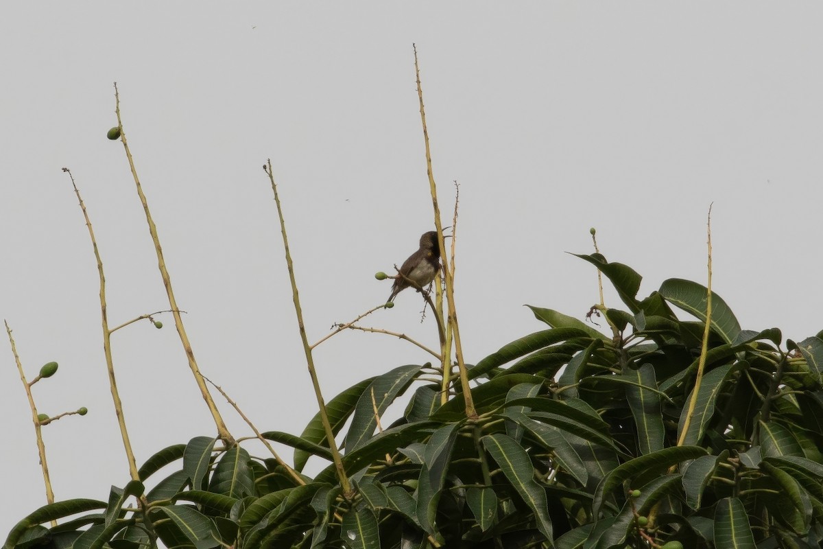 Ornate Sunbird (Cream-bellied) - ML649320943