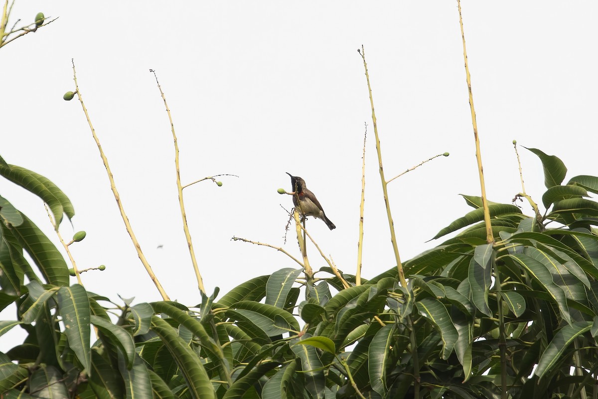 Ornate Sunbird (Cream-bellied) - ML649320944