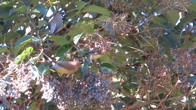 ヒメレンジャク - ML649321078