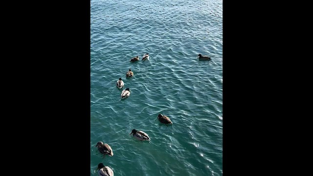 マガモ - ML649321084