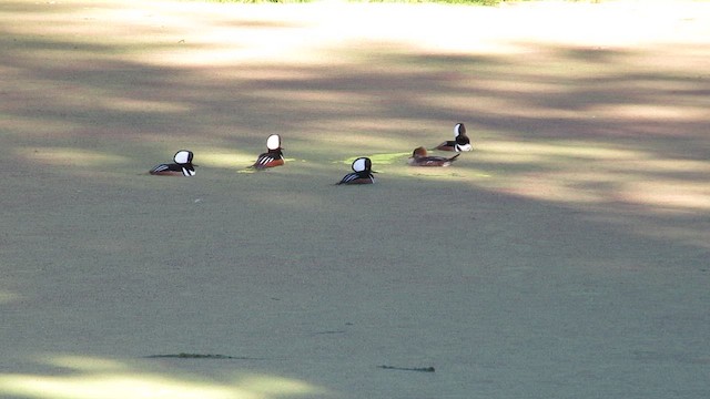 オウギアイサ - ML649321155