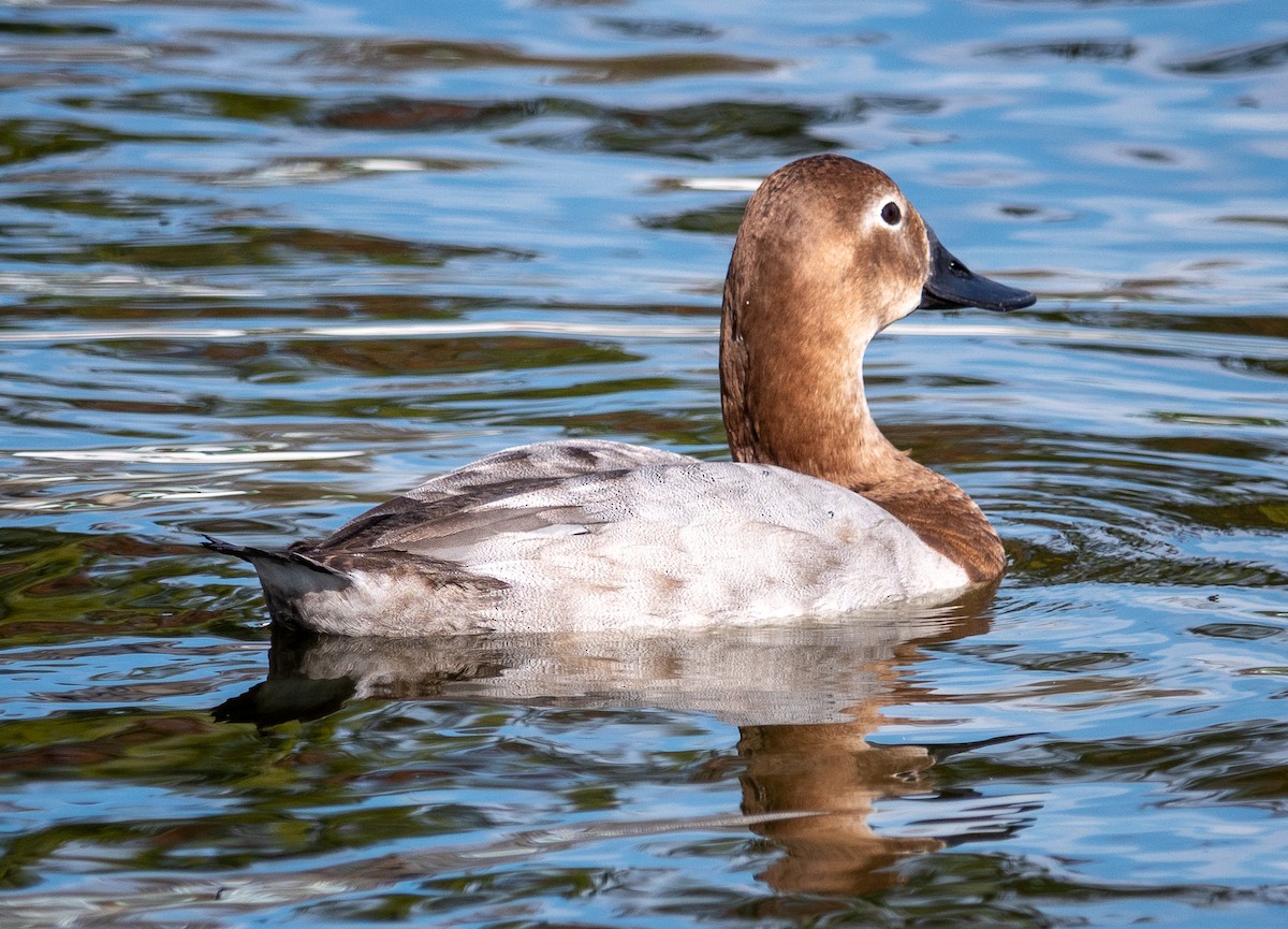 Canvasback - ML649321162