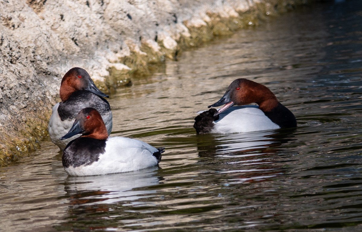 Canvasback - ML649321163