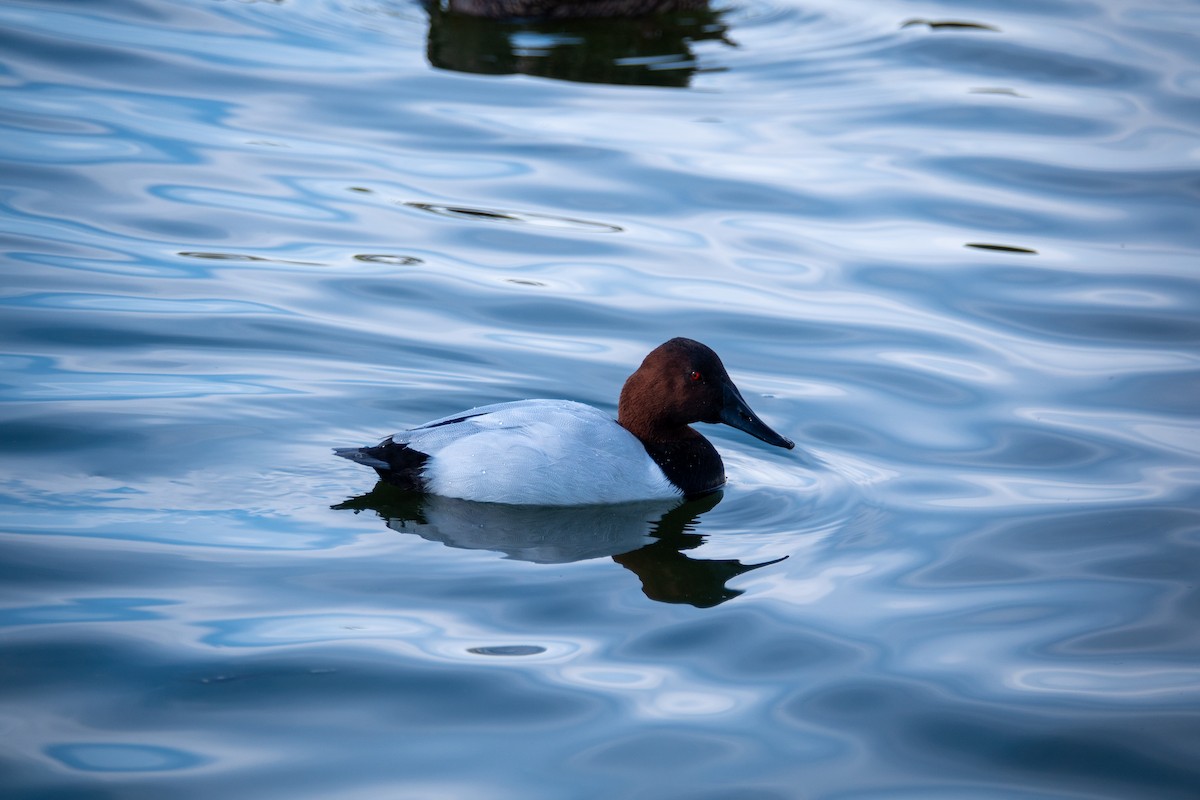 Canvasback - ML649321165