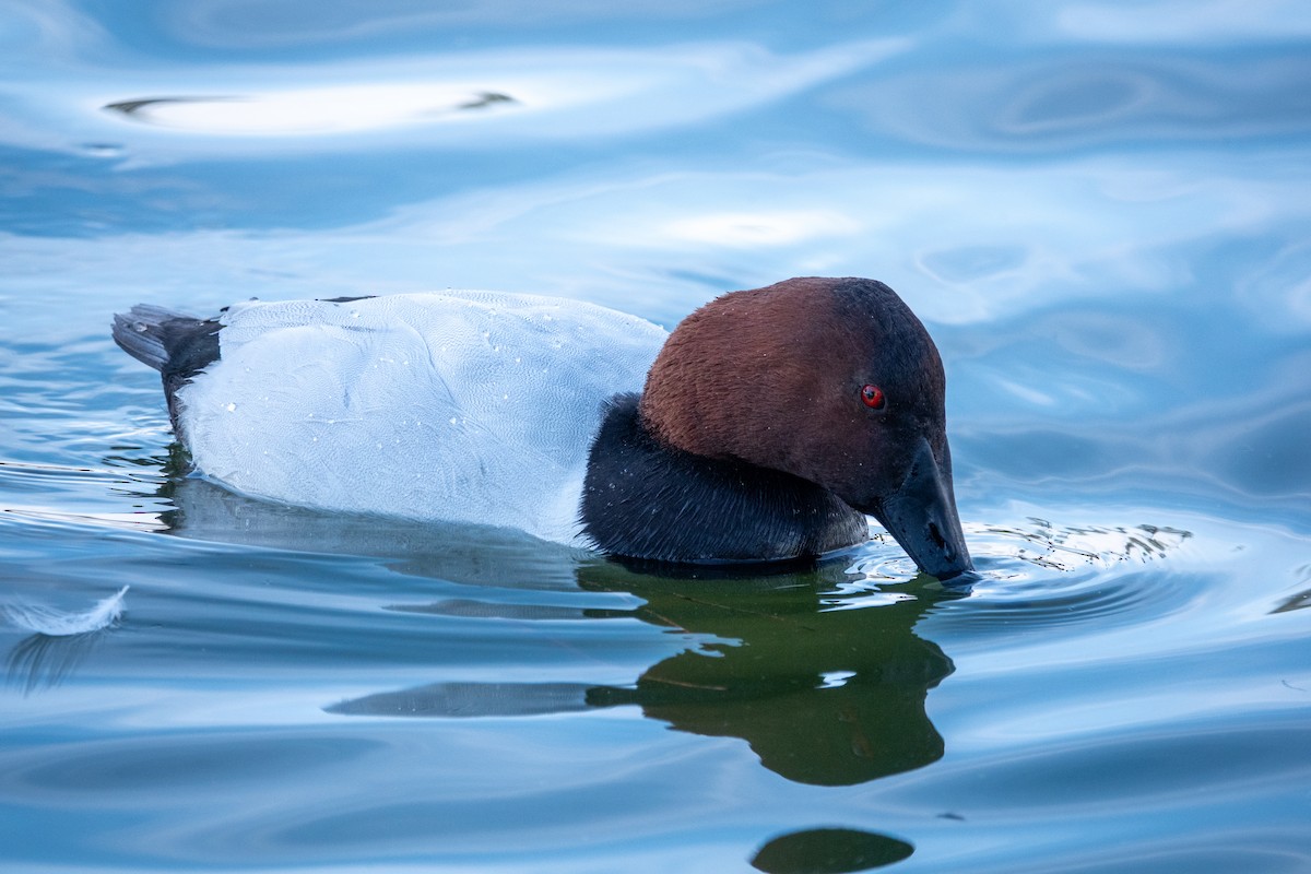 Canvasback - ML649321166