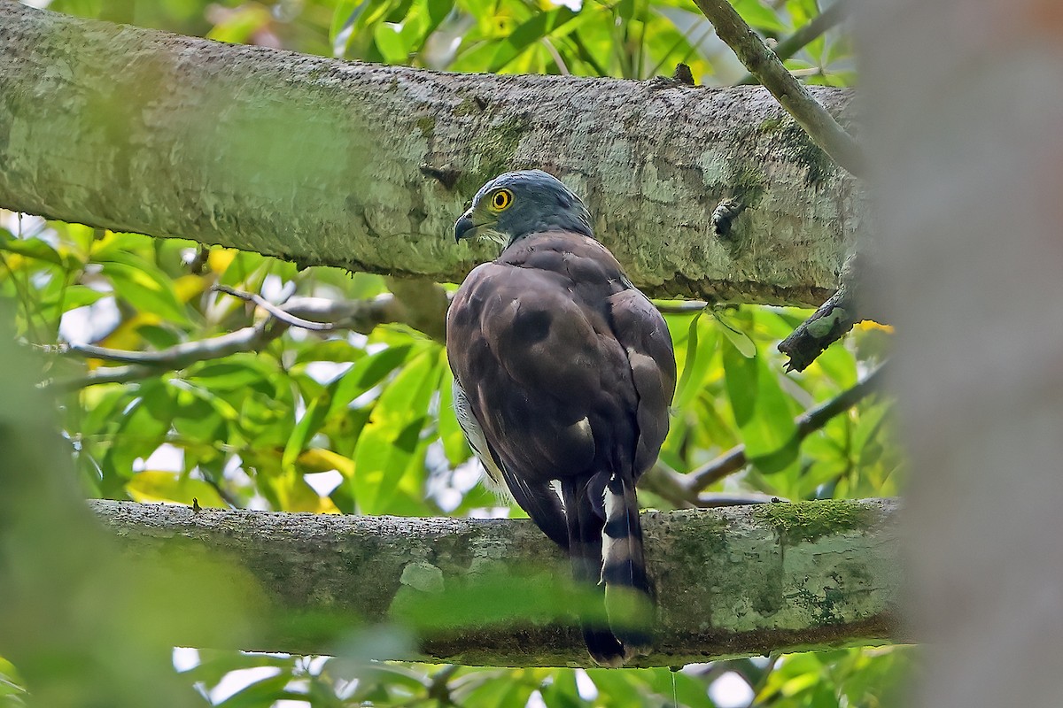 Chinese Sparrowhawk - ML649321191