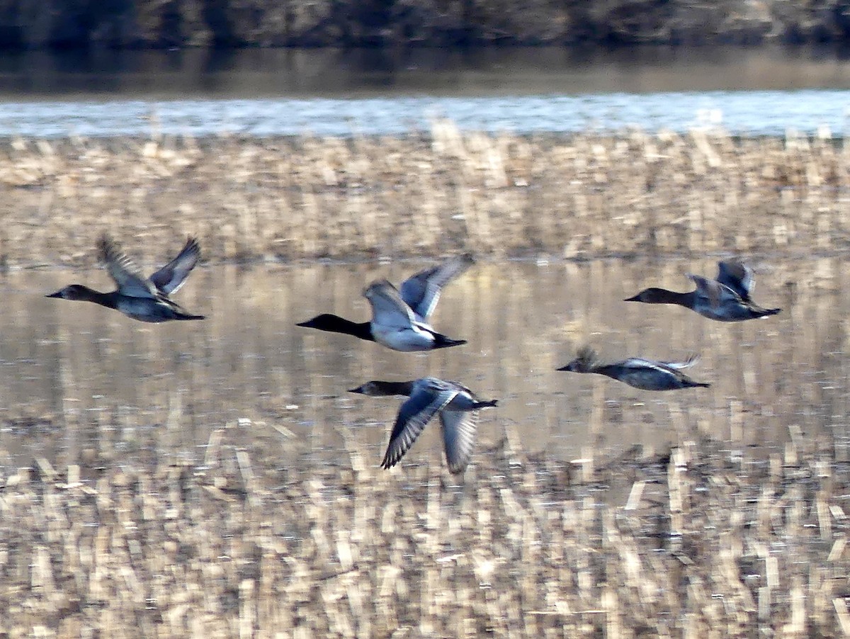 Canvasback - ML649321224