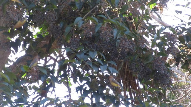 ヒメレンジャク - ML649321244