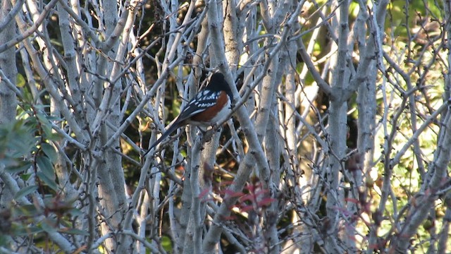 ホシワキアカトウヒチョウ - ML649321282
