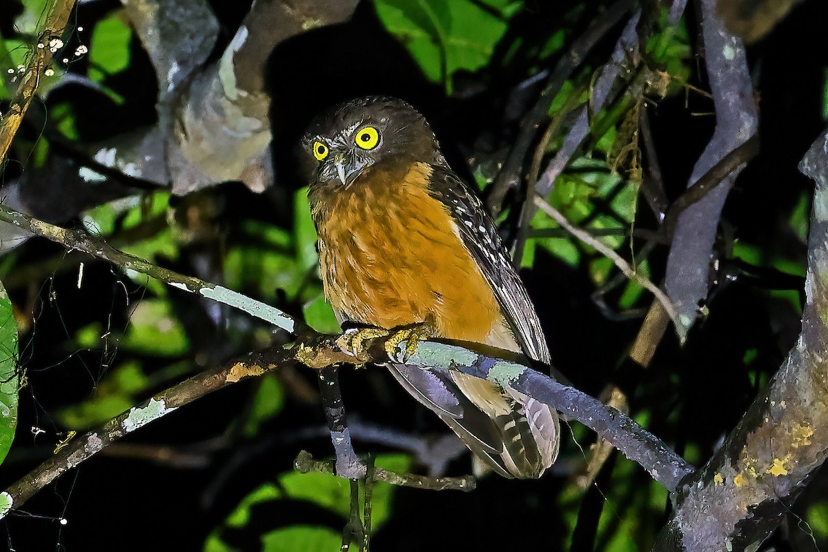 Ochre-bellied Boobook - ML649321299