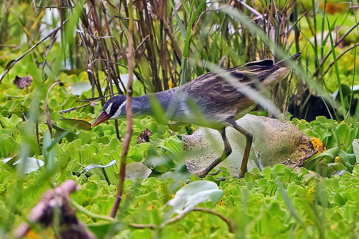 White-browed Crake - ML649321329
