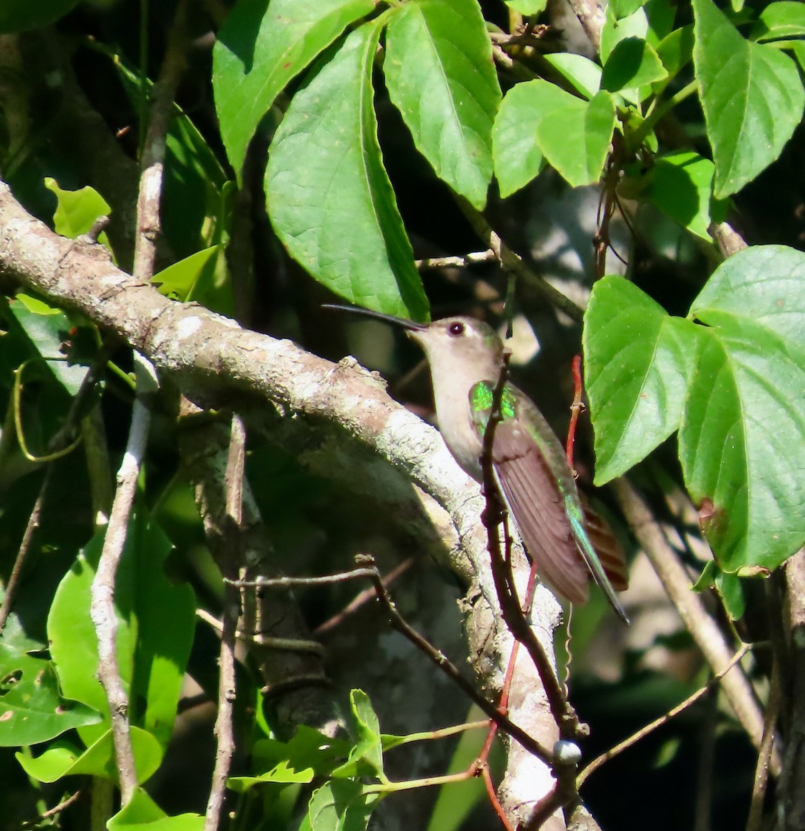 Wedge-tailed Sabrewing - ML649321335