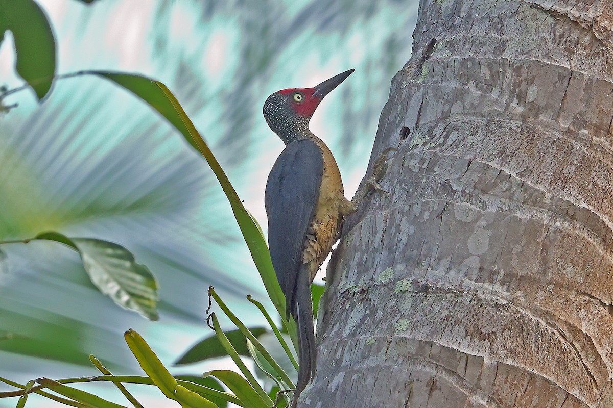 Ashy Woodpecker - ML649321370