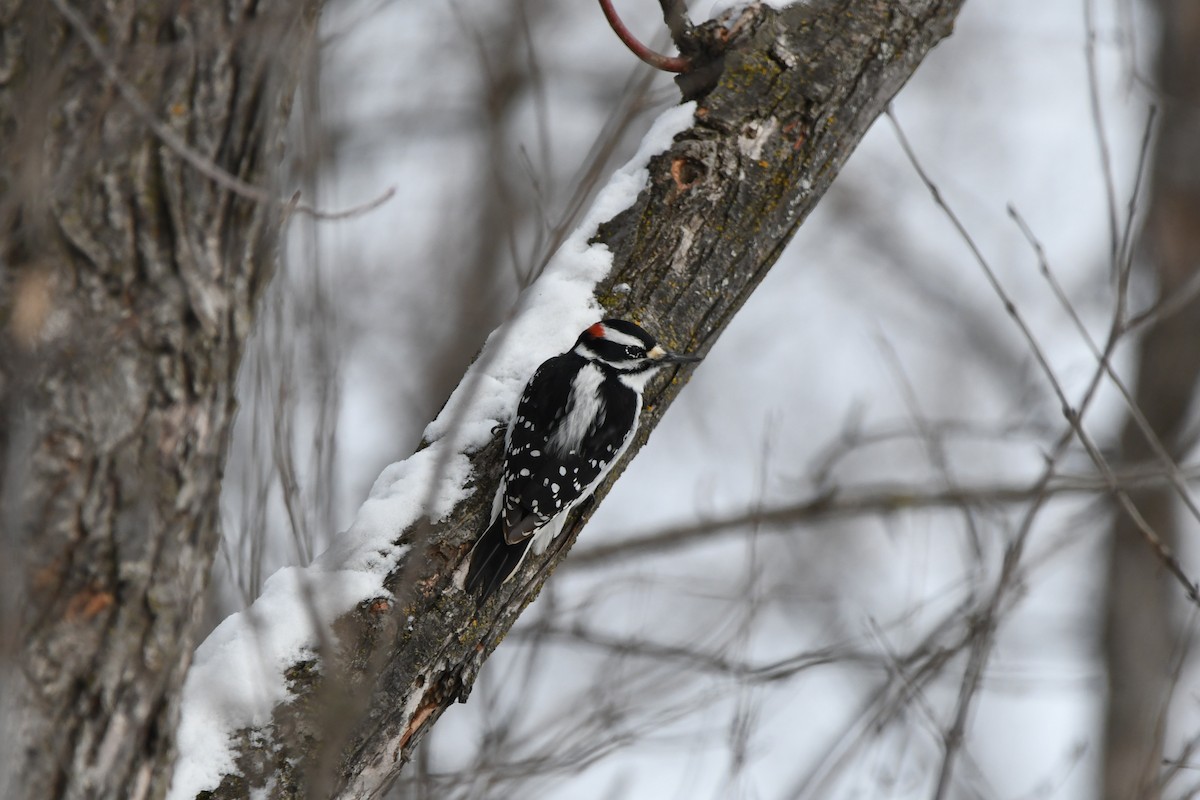 Sert Tüylü Ağaçkakan - ML649321374