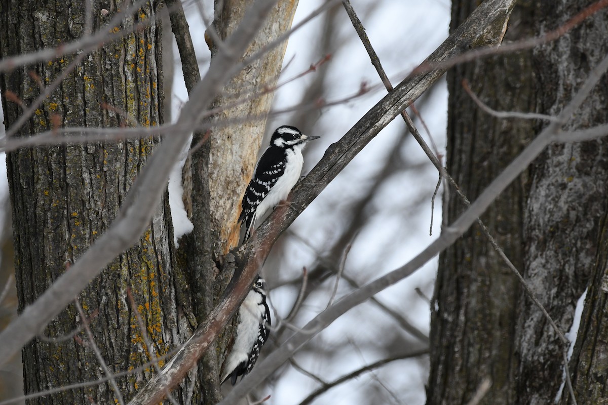 Sert Tüylü Ağaçkakan - ML649321375