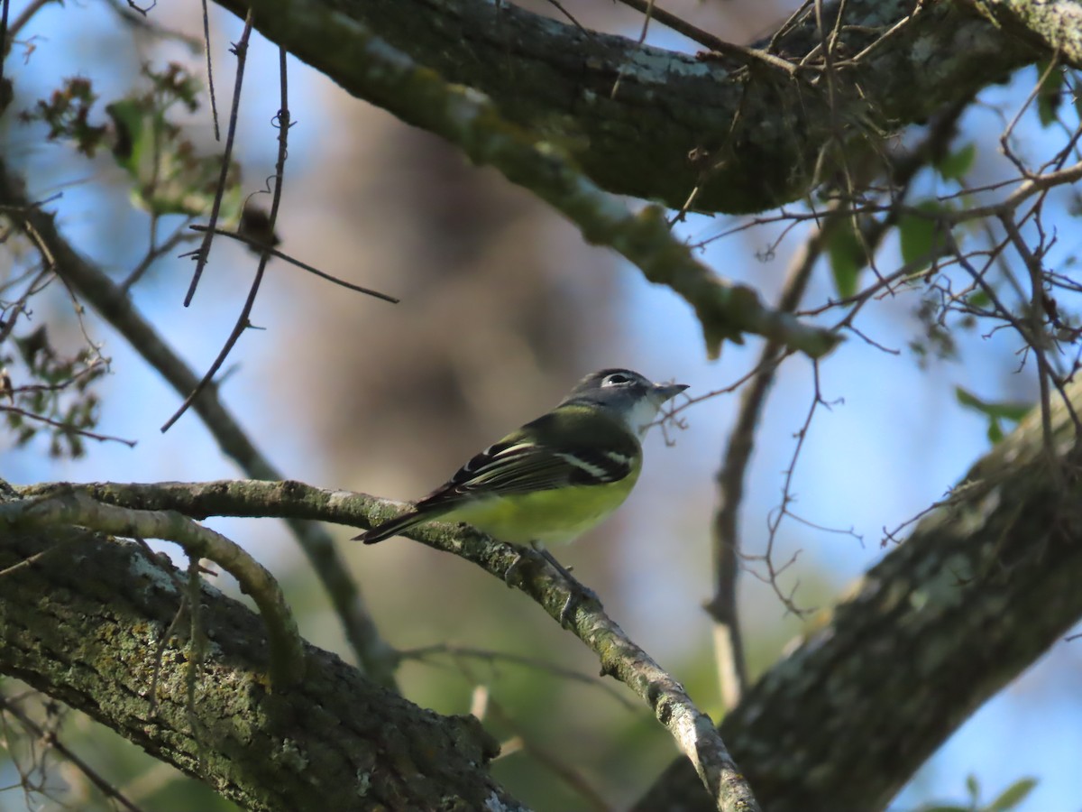 Graukopfvireo - ML649321431