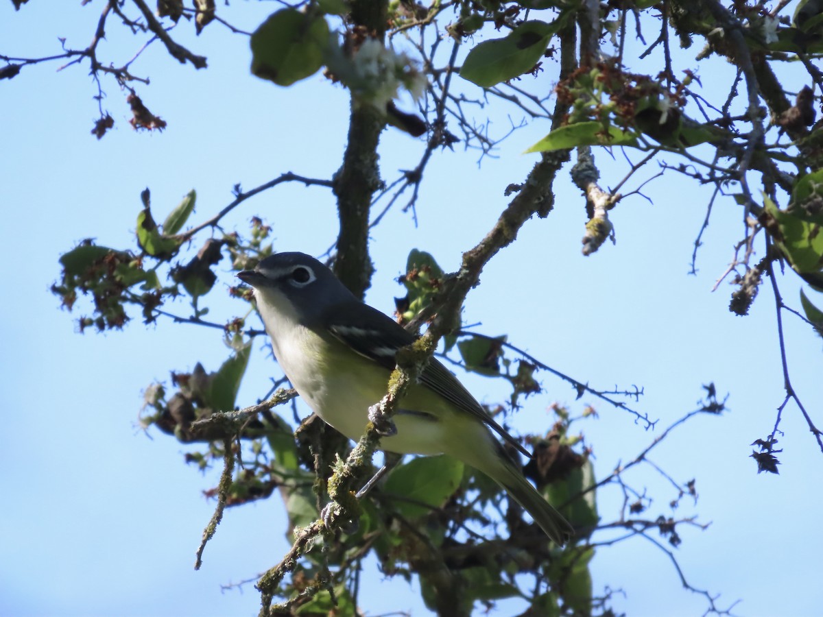 Graukopfvireo - ML649321432