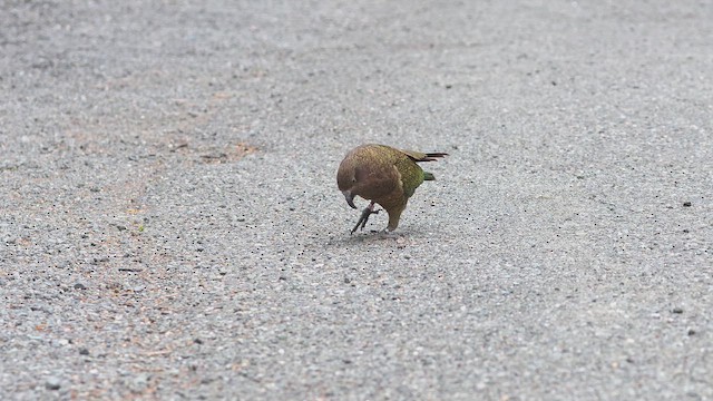 ミヤマオウム - ML649321497