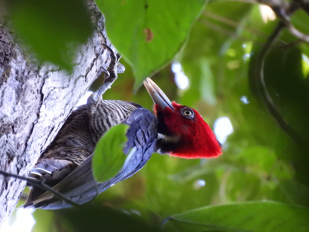 Pale-billed Woodpecker - ML649321600