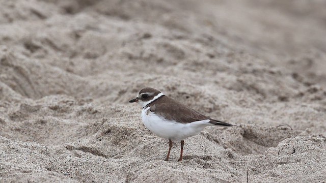 ミズカキチドリ - ML649321628