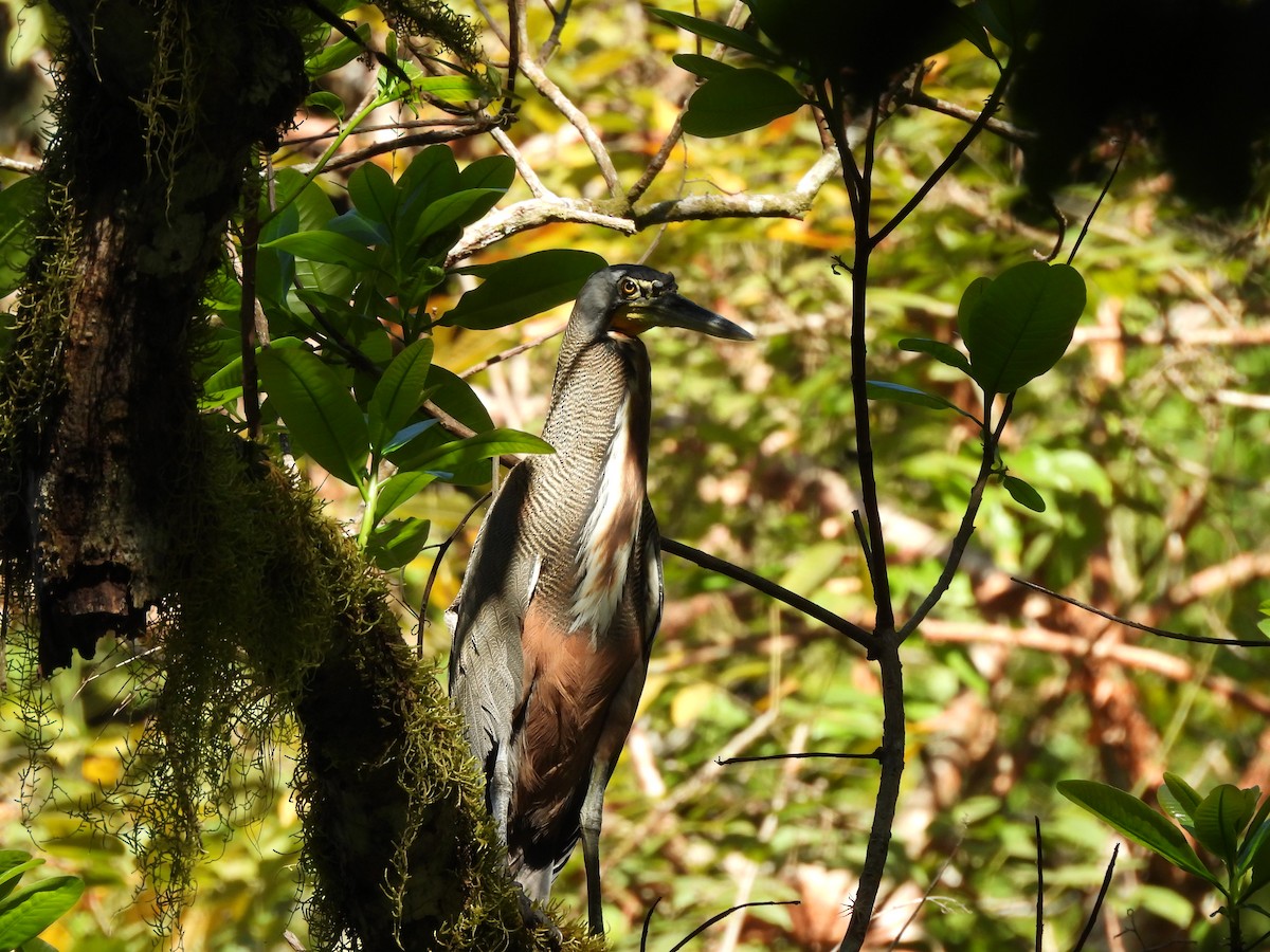 Bare-throated Tiger-Heron - ML649321631